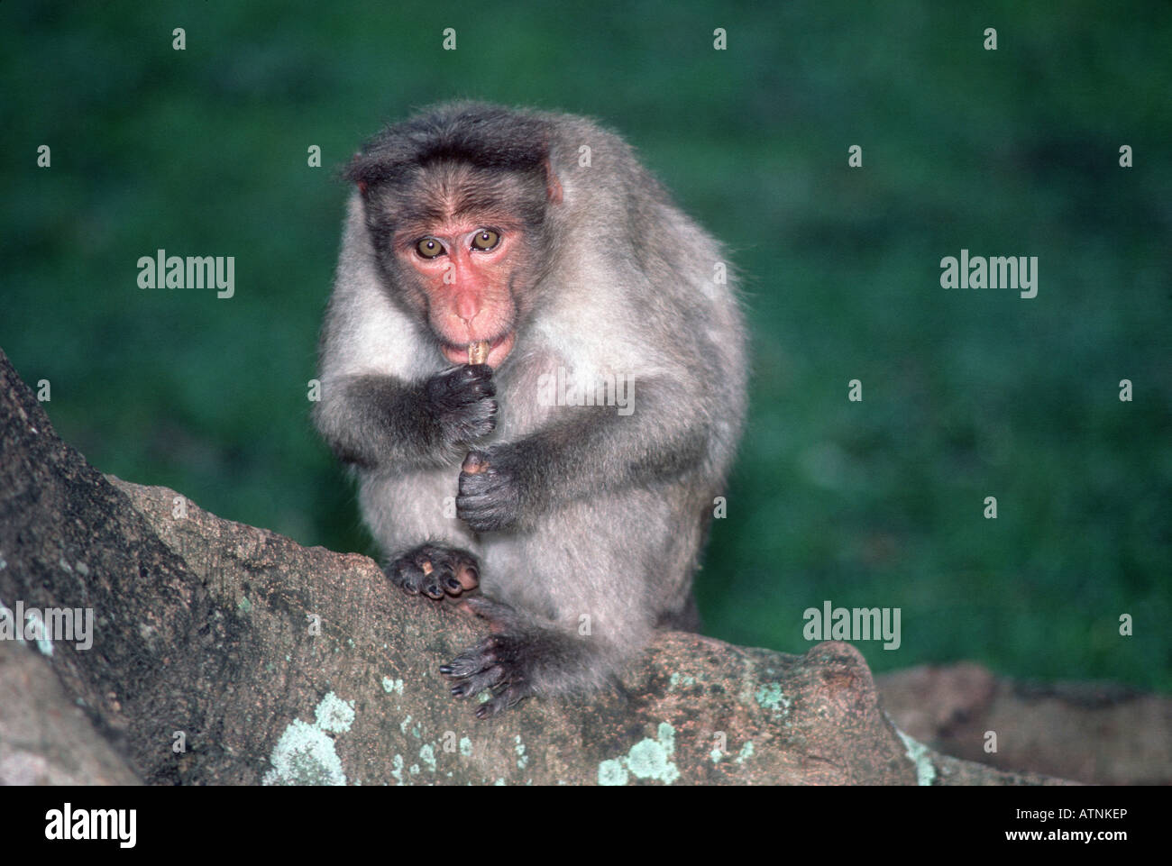 Cofano scimmia Macaca radiata seduto sul ramo di albero a Bangalore in India Foto Stock