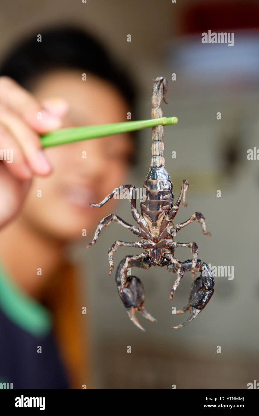 Scorpione in bacchette mercato pacifica cantone di Guangzhou in Cina Foto Stock