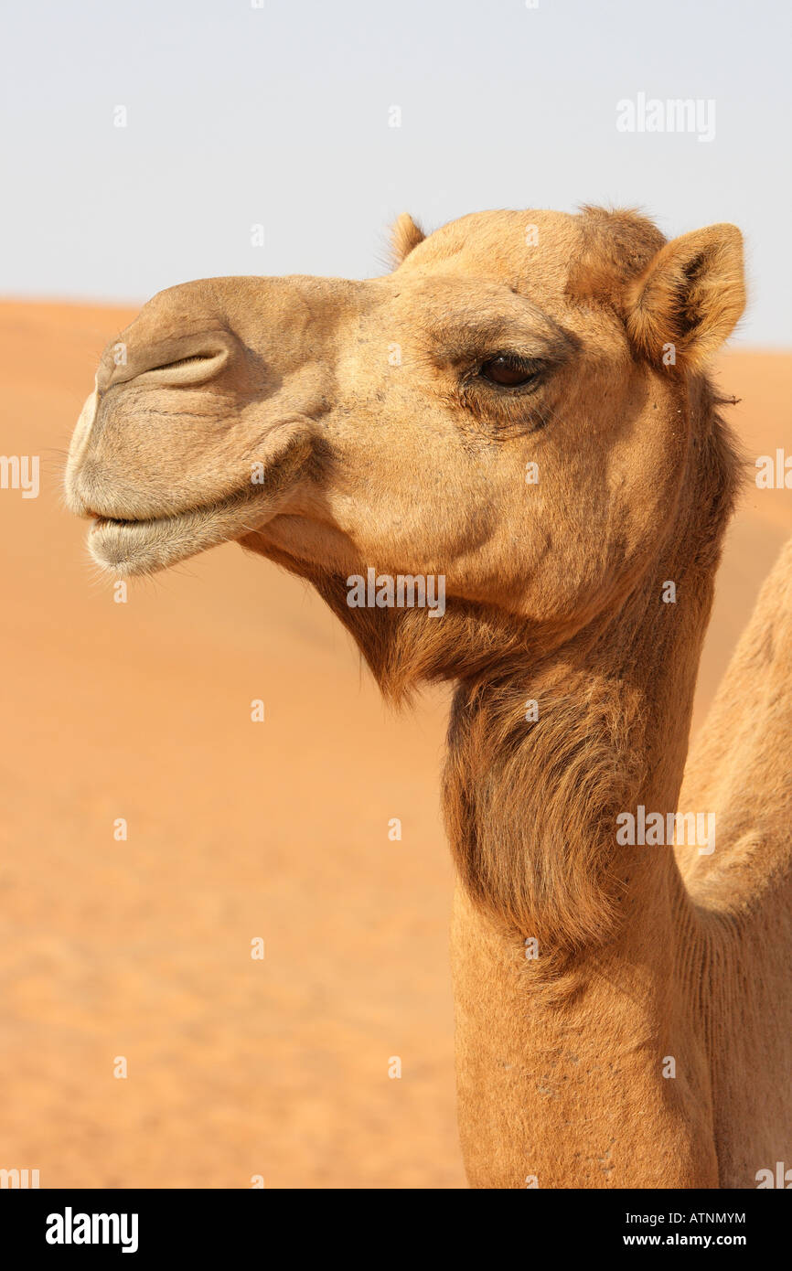 Ritratto di cammello- Dubai 1 Foto Stock