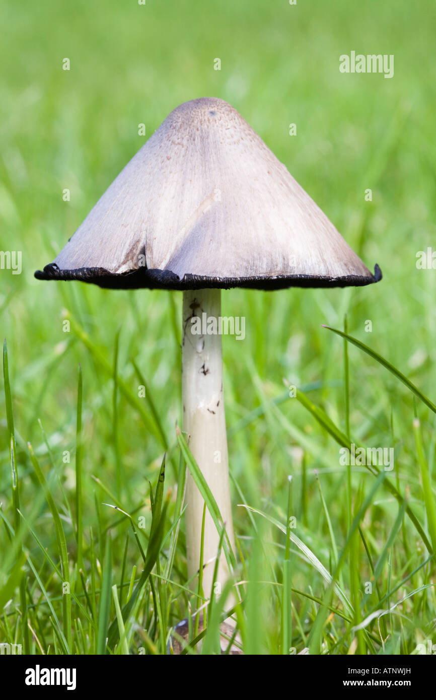 La Gran Bretagna UK Ottobre Close up Shaggy copertura di inchiostro fungo Coprinus comatus funghi che crescono nel giardino di erba del prato in autunno Foto Stock