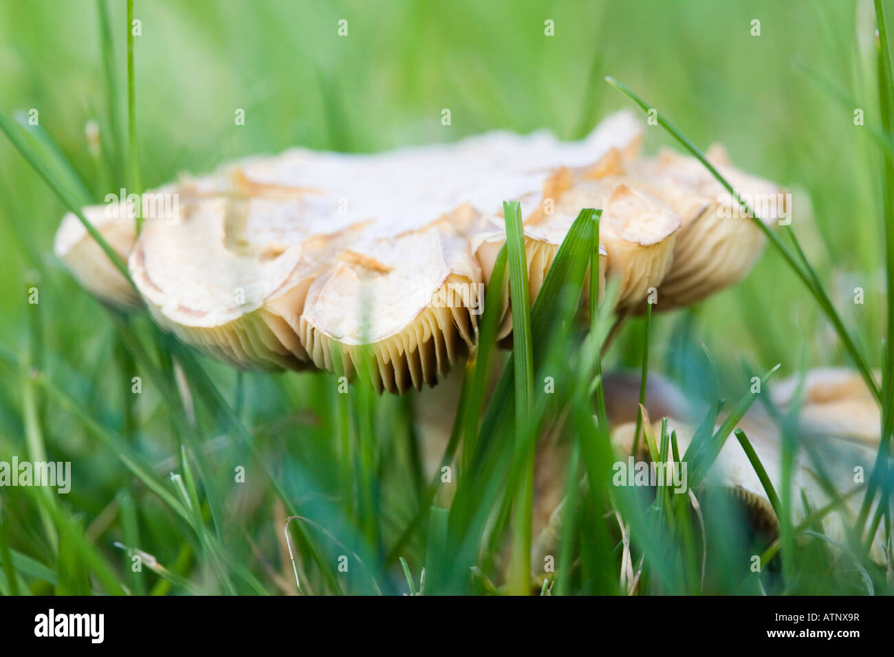 La Gran Bretagna UK Close up di branchie di Prato (Waxcap Hygrocybe pratensis) funghi che crescono nel giardino di erba del prato in autunno Foto Stock