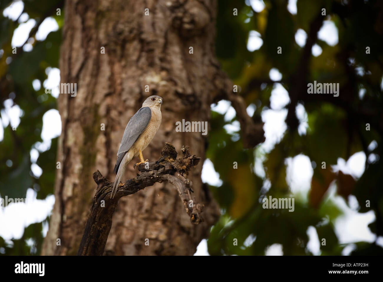 Shikra Accipiter Badius gli uccelli rapaci si appollaia su albero nel Parco Nazionale di Kanha Madhya Pradesh India Asia Foto Stock
