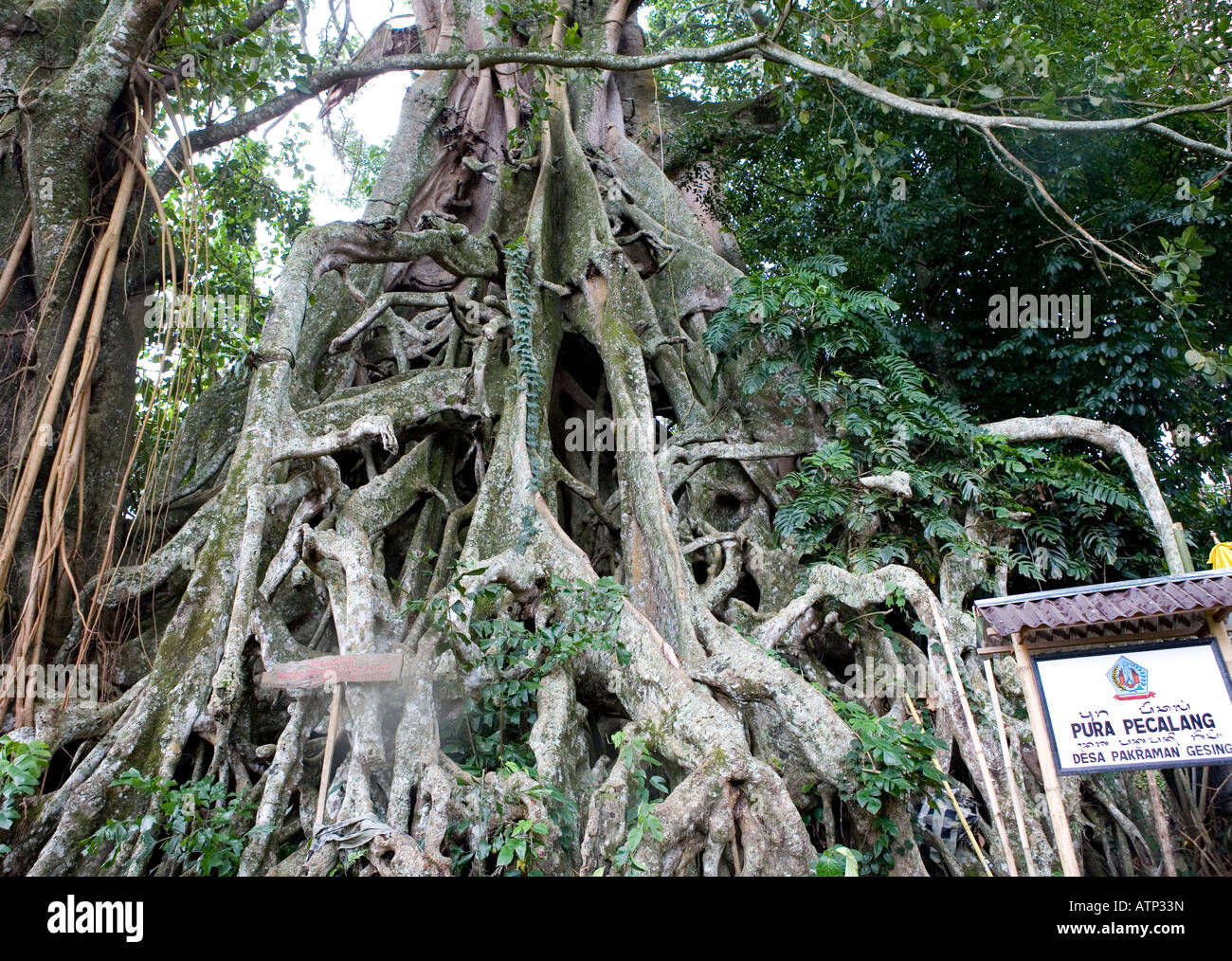 Giant Banyan Tree tempio vicino Munduk Bali Indonesia Foto Stock