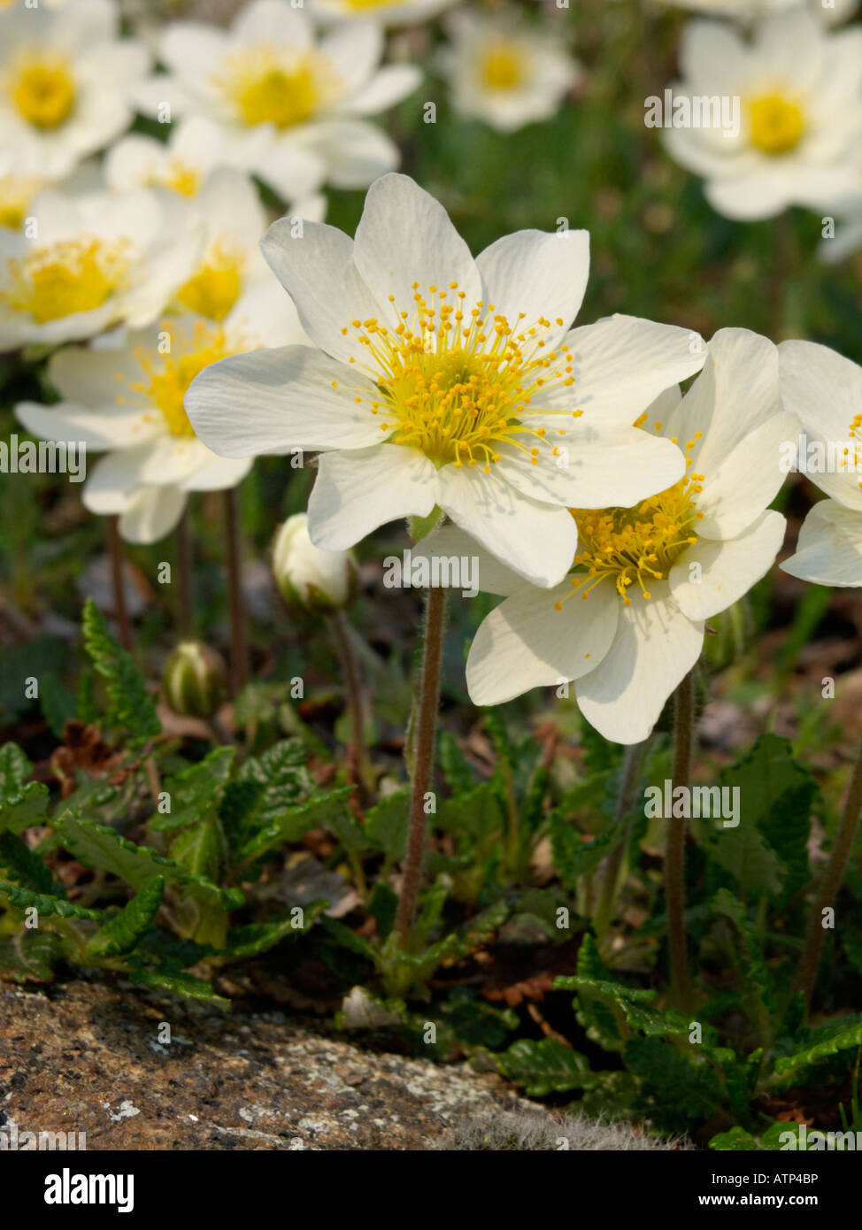 Mountain avens (Dryas octopetala) Foto Stock