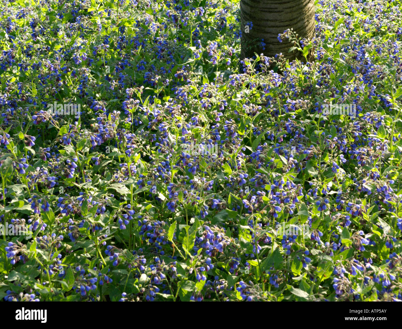 Comfrey caucasico (symphytum caucasicum) Foto Stock