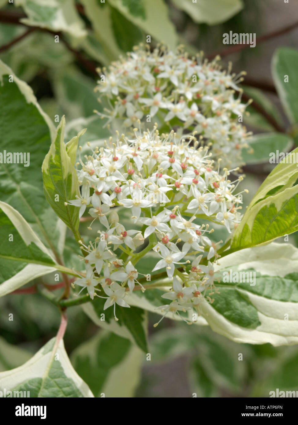 Tartarian sanguinello (cornus alba 'sibirica variegata') Foto Stock