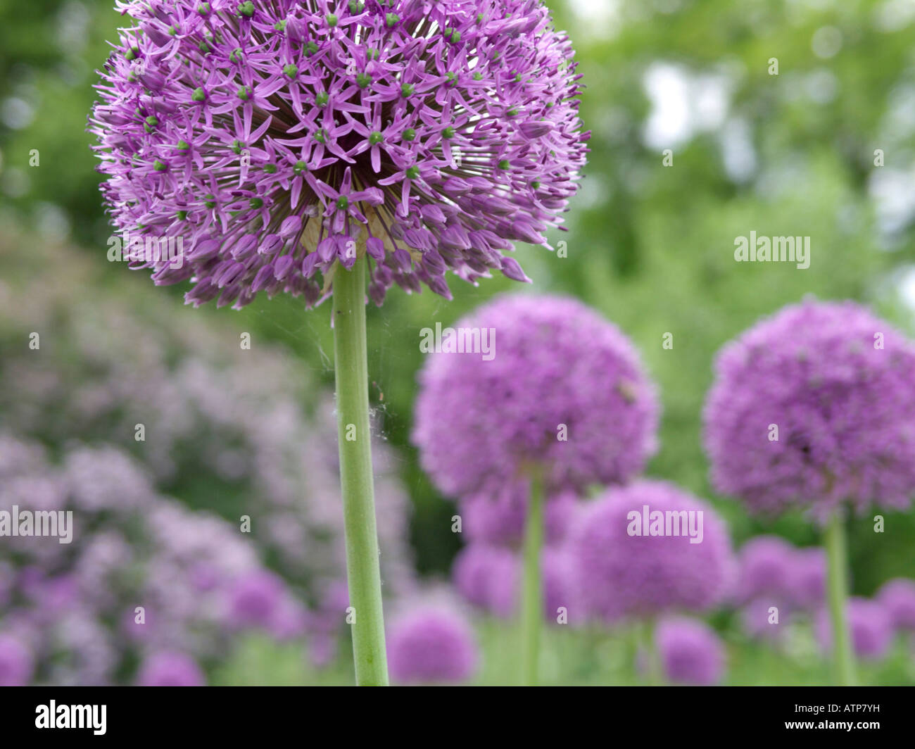 Giant allium (allium gladiator) Foto Stock