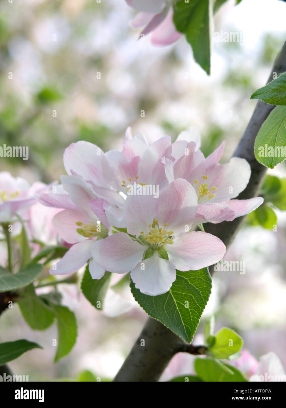 Wild crab apple (Malus sylvestris subsp. orientalis) Foto Stock