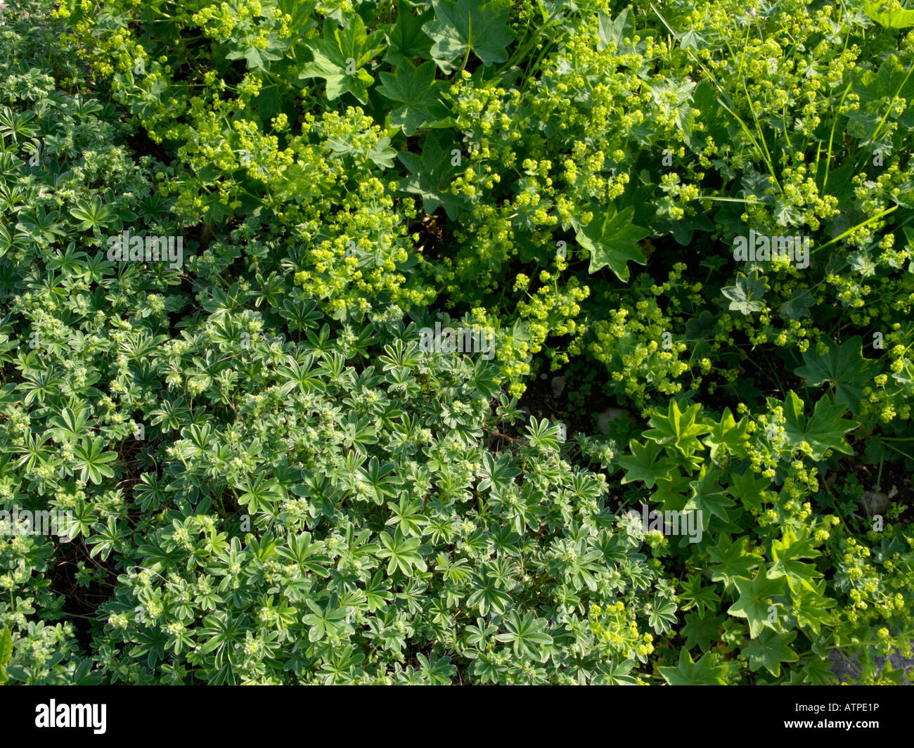 Alpine lady del mantello (Alchemilla alpina) e lady del mantello (alchemilla conjuncta) Foto Stock