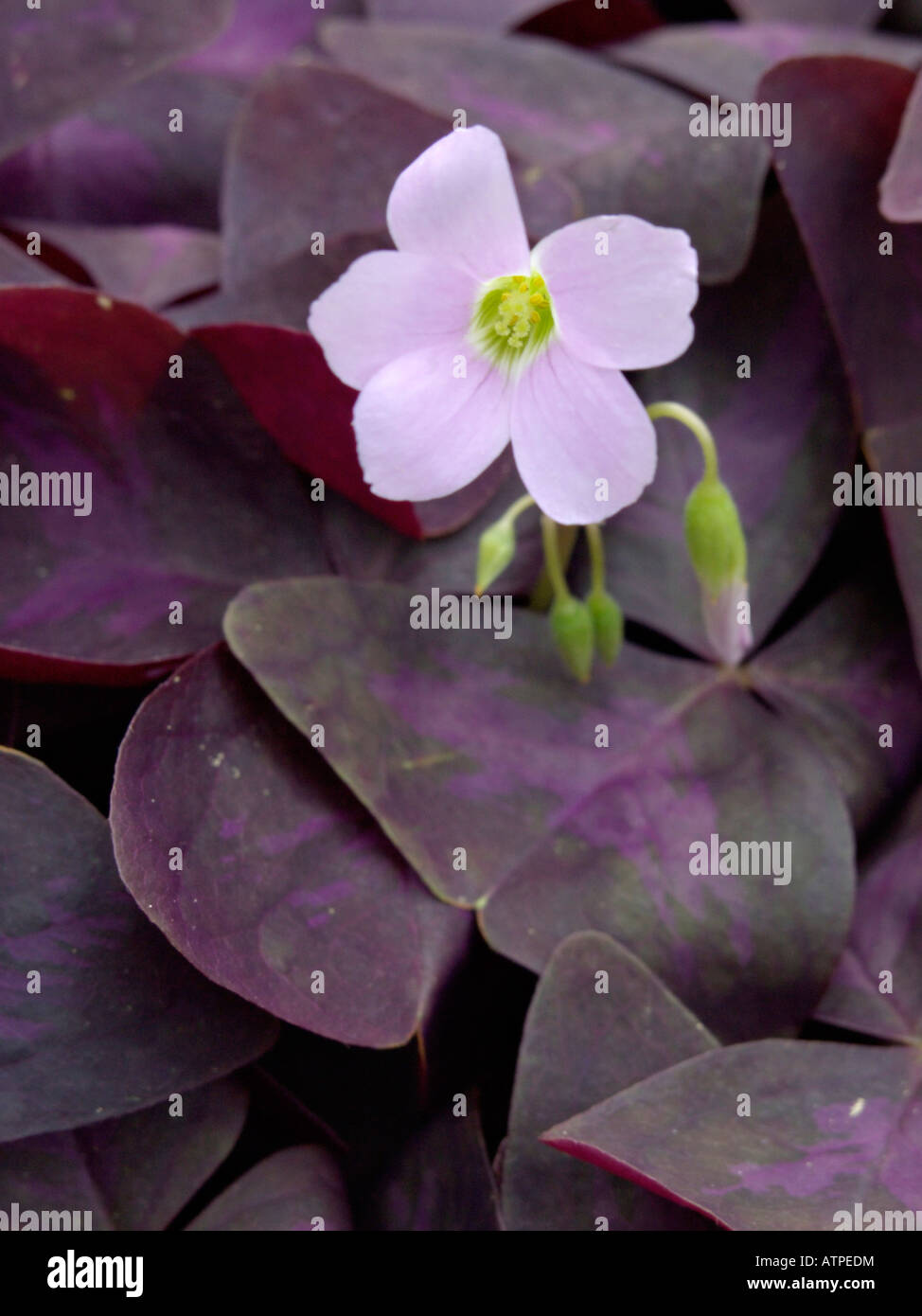 Viola threeleaf shamrock (oxalis triangularis) Foto Stock