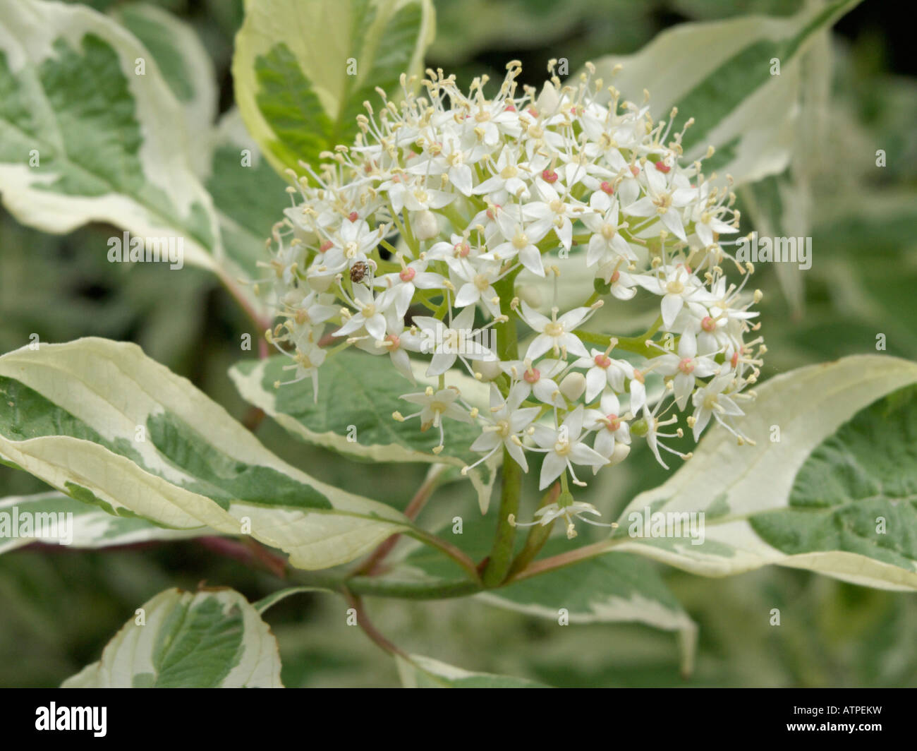 Tartarian sanguinello (cornus alba 'sibirica variegata') Foto Stock