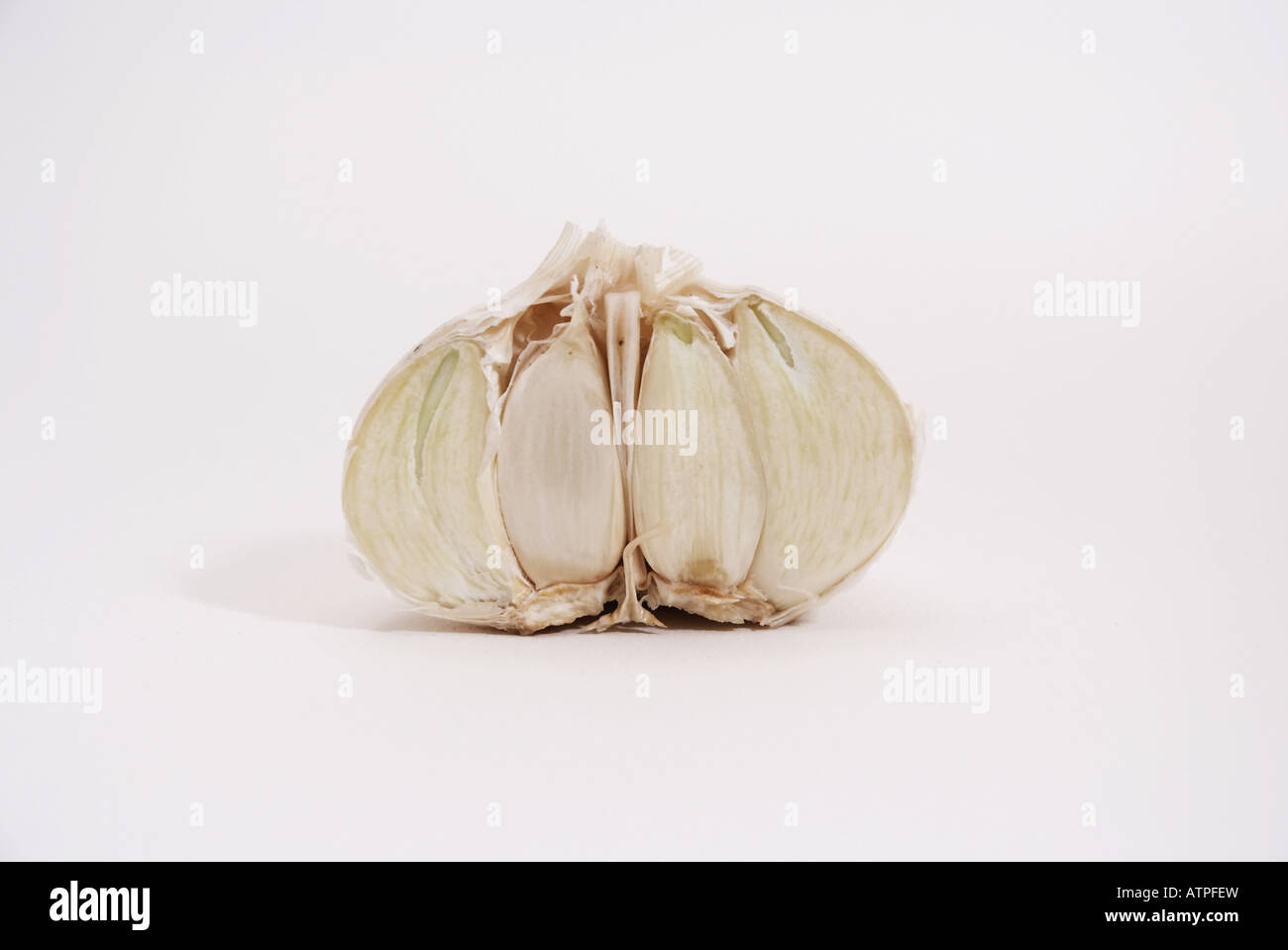 L'aglio (allium sativum) | halbierte Knoblauch Knolle Foto Stock