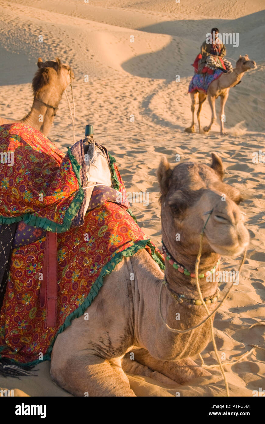 Due cammelli in appoggio nel deserto mentre un terzo passa dal... Foto Stock
