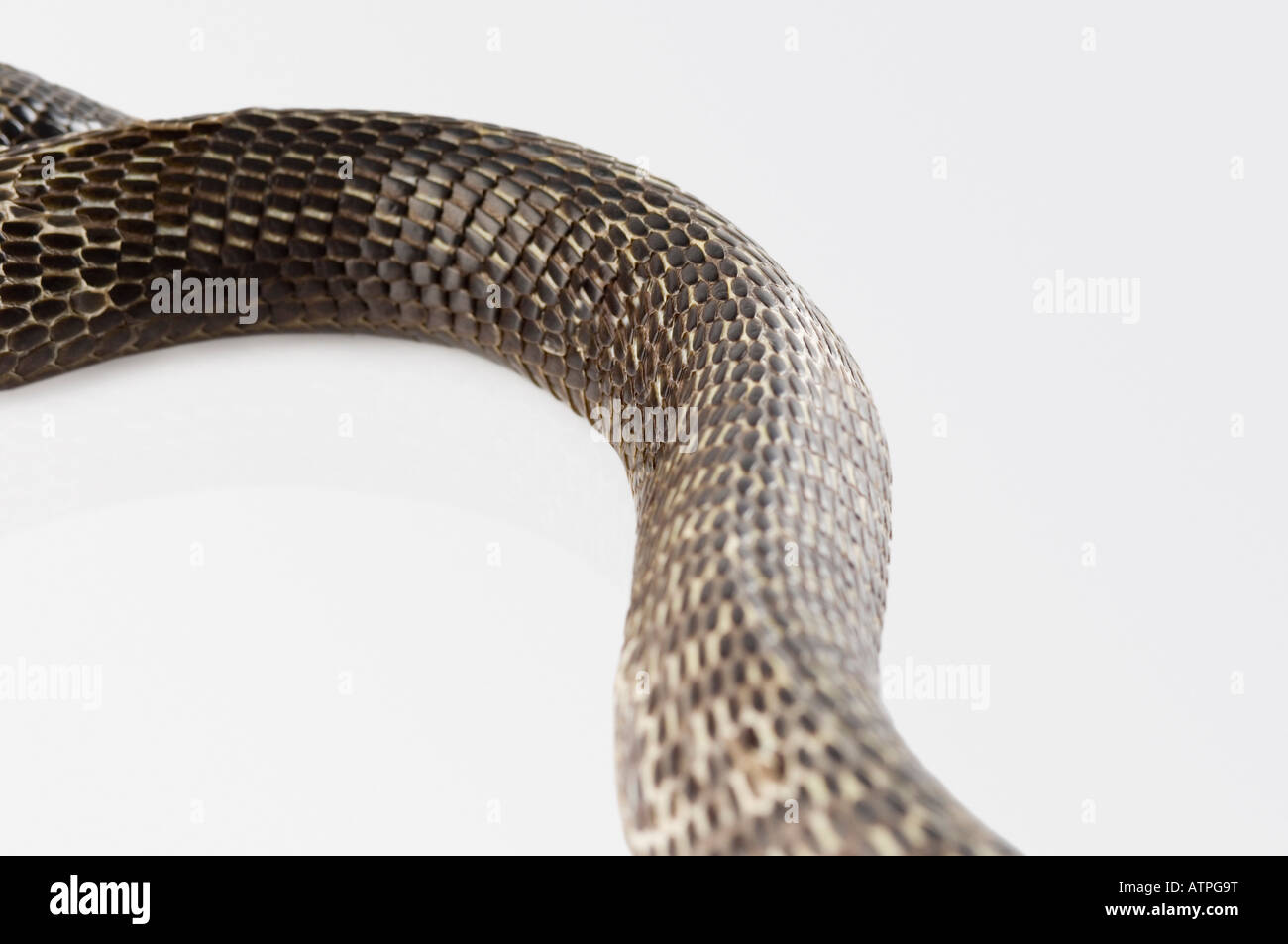 Close-up di un cobra cambiando la sua pelle Foto Stock