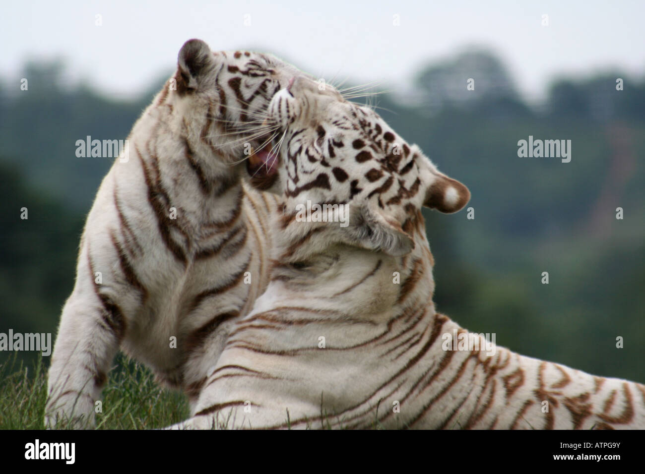 Le tigri bianche a Kidderminster Safari Park, Inghilterra Foto Stock