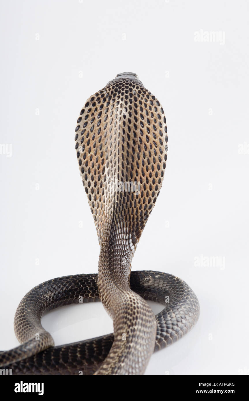 Close-up di un cobra Foto Stock