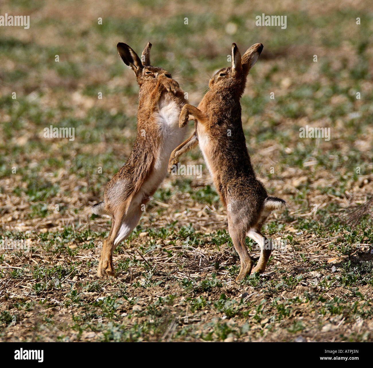 Brown lepre Lepus europaeus boxing Therfield Hertfordshire Foto Stock