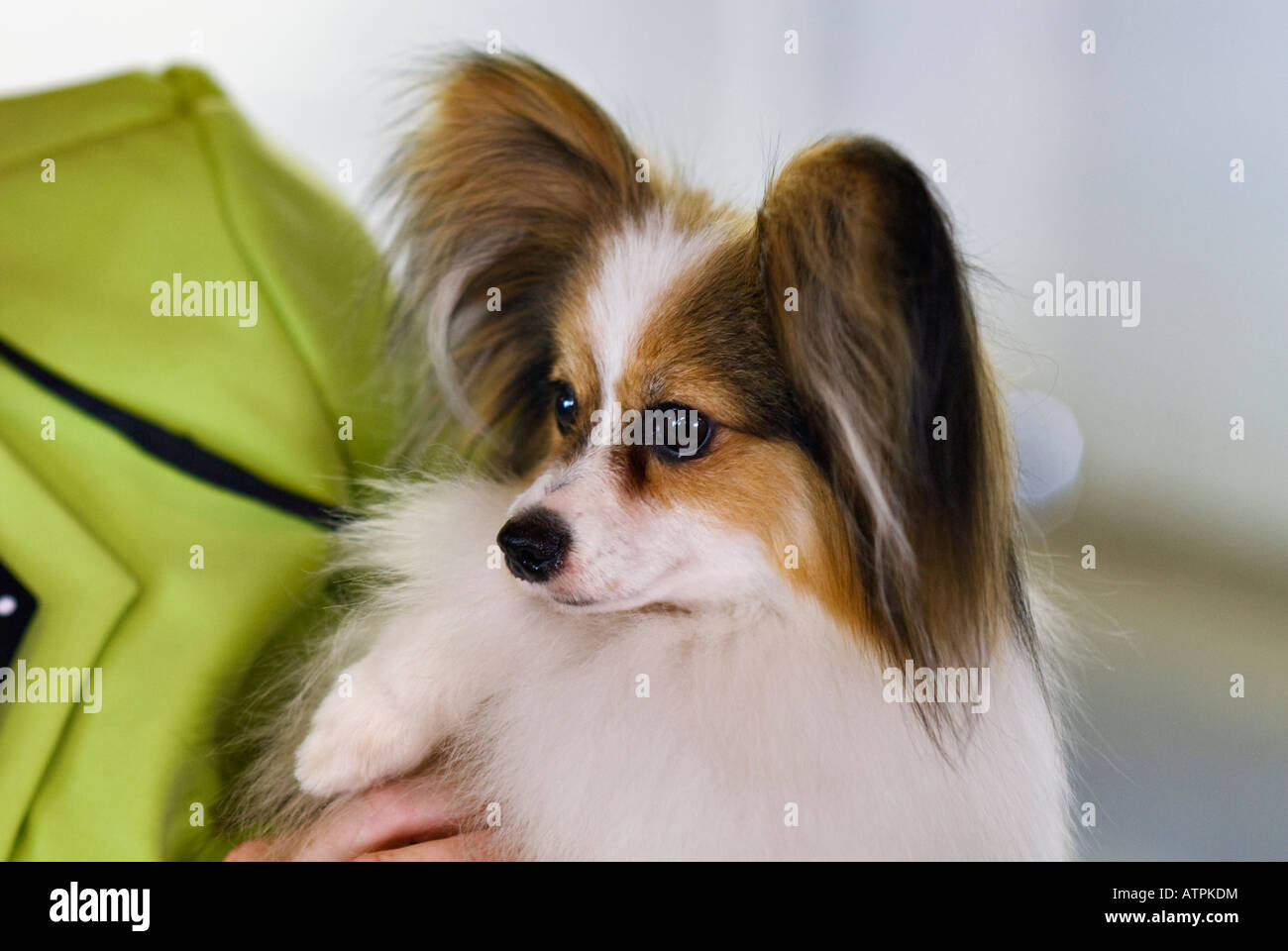 Papillon essendo trattenuto durante il Dog Show Foto Stock