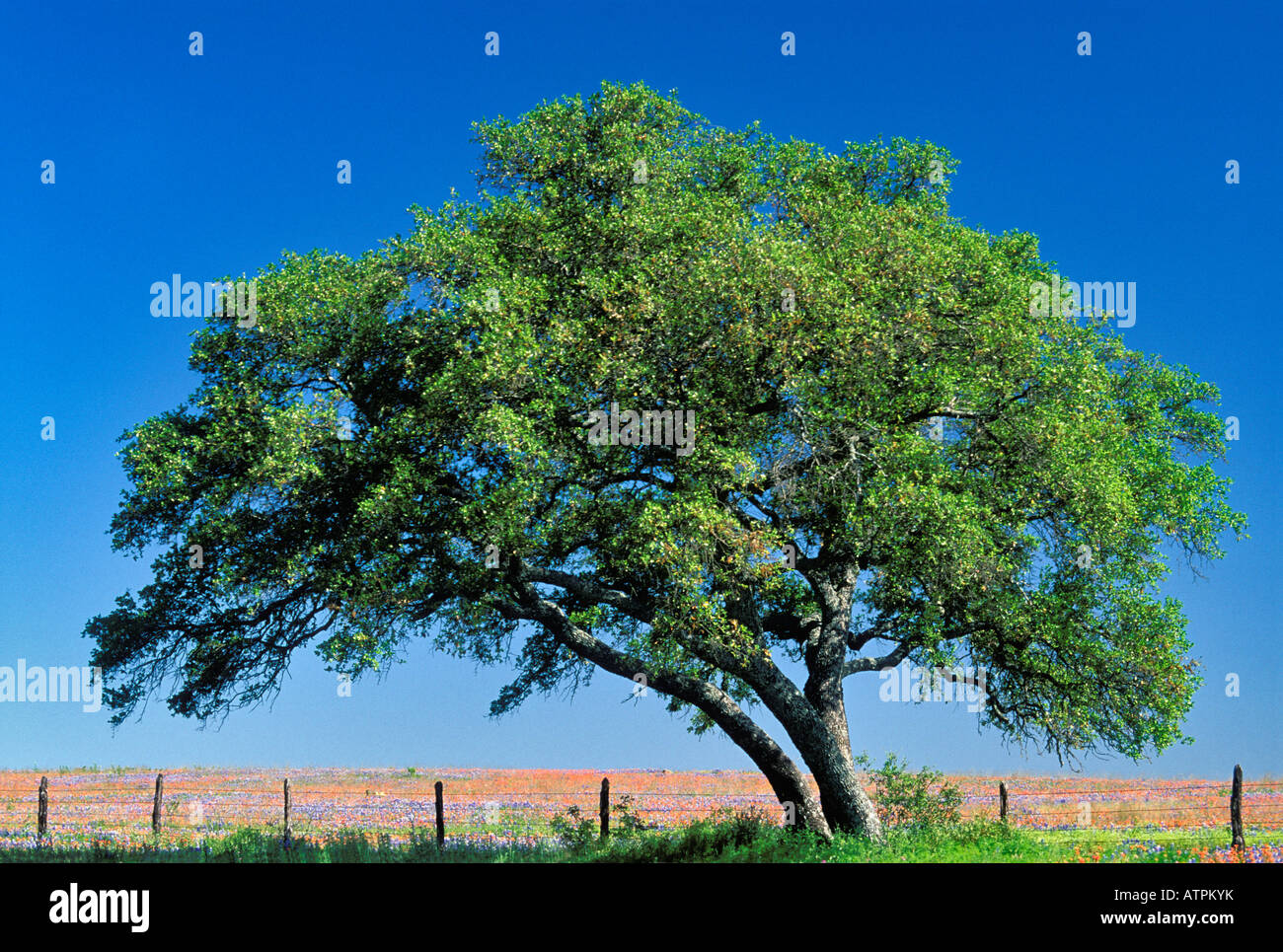 Solitario Live Oak Tree sulla fila di recinzione con campo di berretti blu e pennello indiano dietro Burnett County Texas Foto Stock
