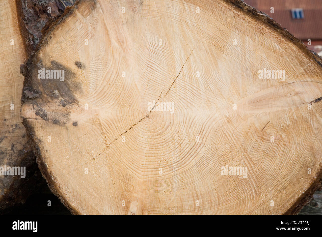 Grande vecchio legno di legno e di legno scozzese Larch taglio Registri che mostrano gli anelli dell'albero e i modelli di crescita nel tempo in Scozia Regno Unito Foto Stock