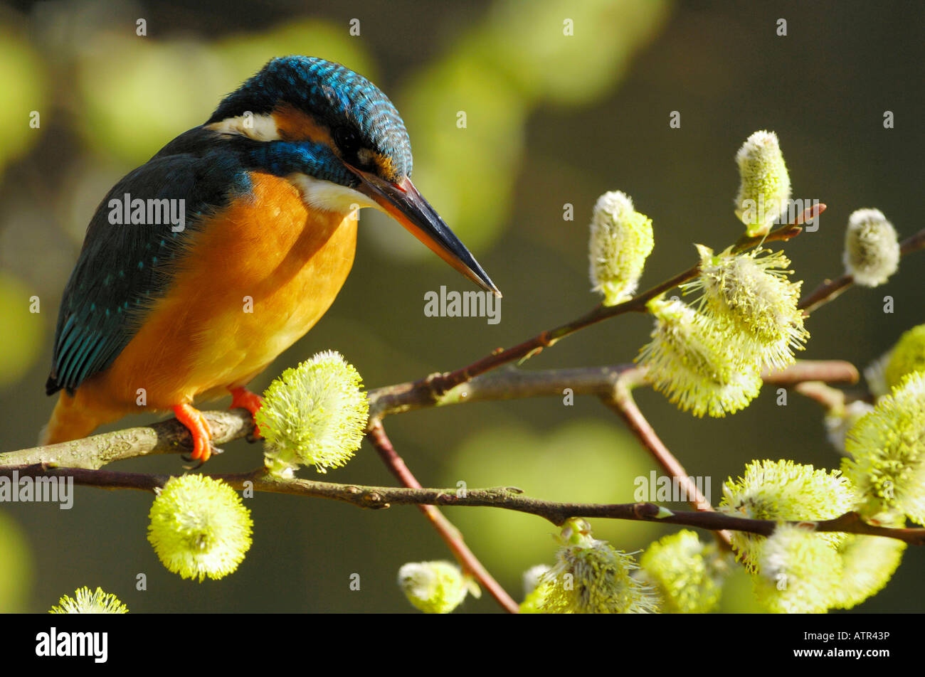 Fiume Kingfisher Foto Stock