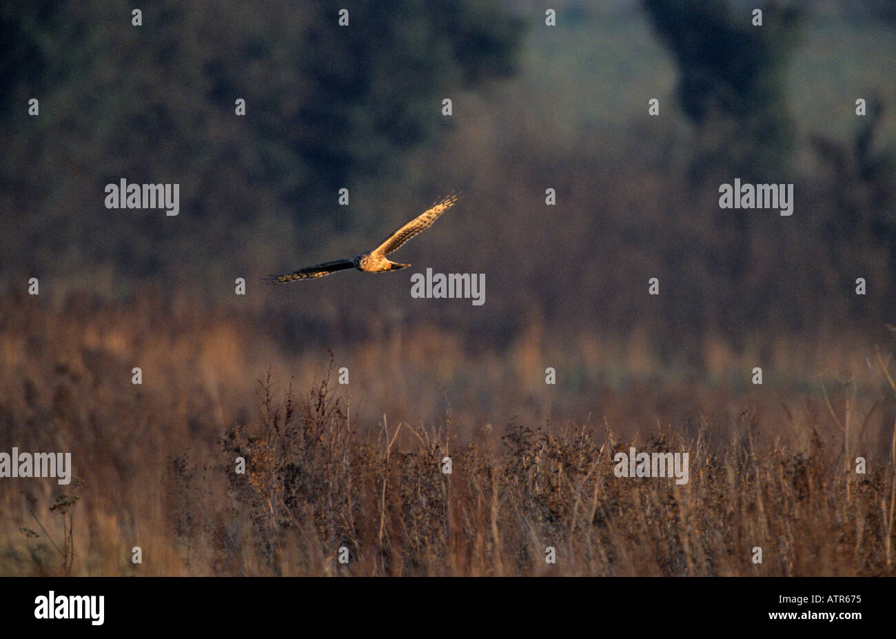 Femmina di albanella reale in volo sopra il coperchio di fagiano NORFOLK REGNO UNITO Foto Stock