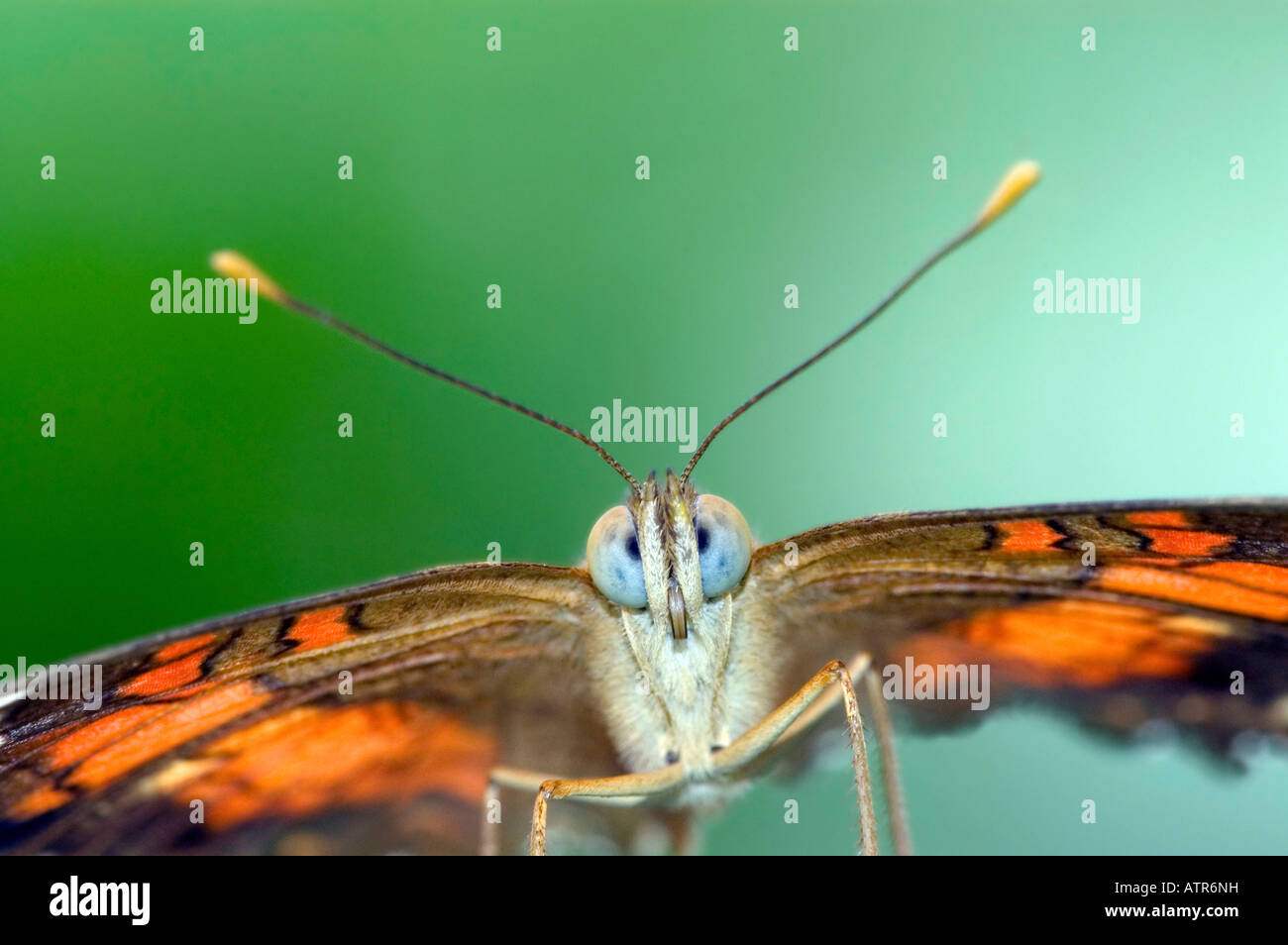 Peacock marrone Foto Stock