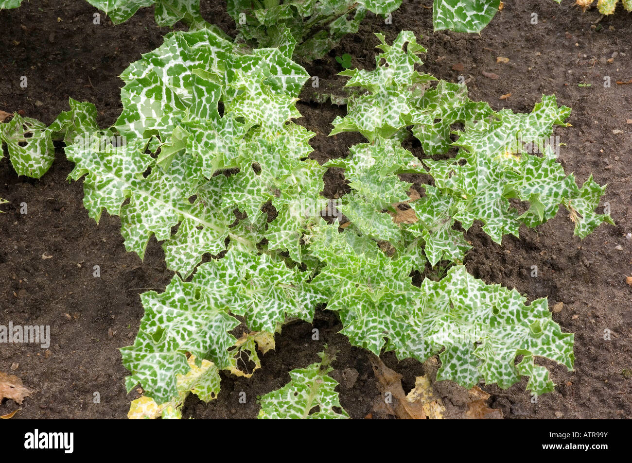 Cardo Mariano Foto Stock