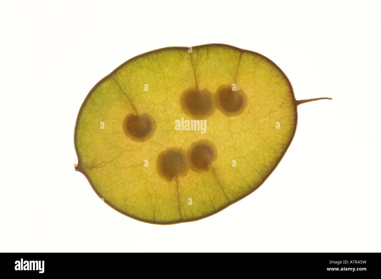 Pianta di soldi Foto Stock