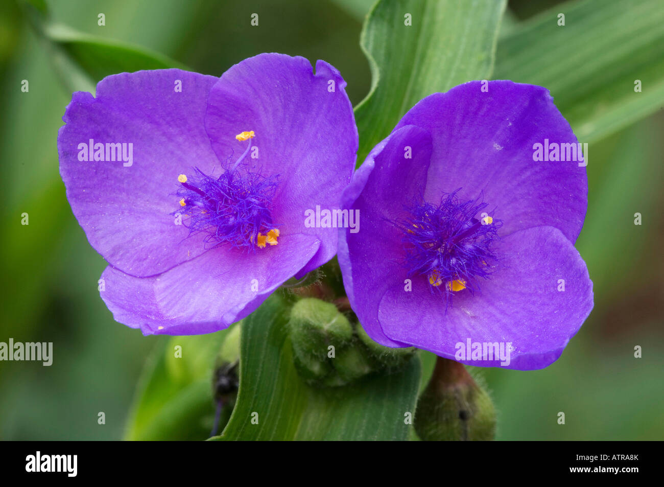Spiderwort Foto Stock