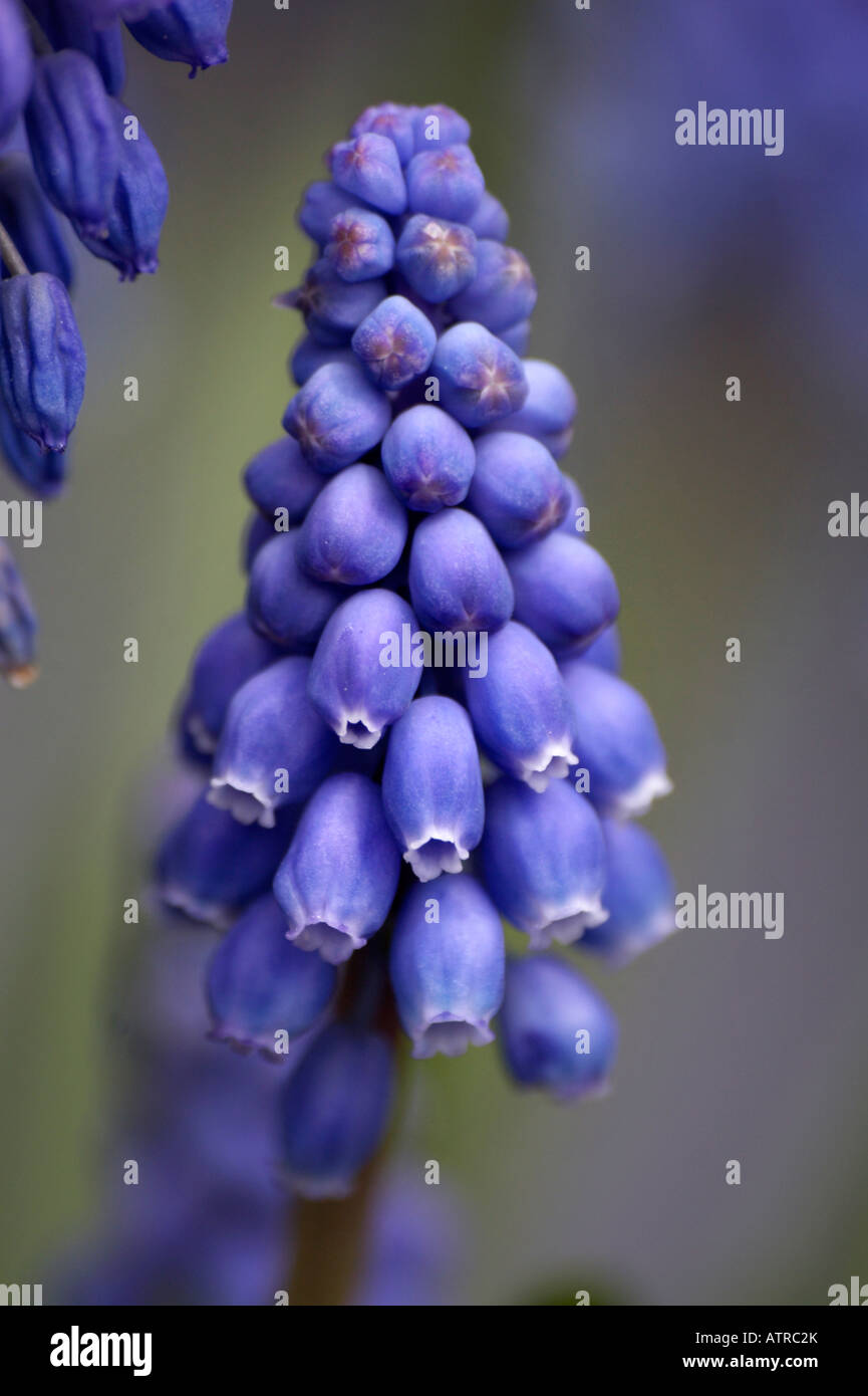 Giacinto di uva (Muscari armeniacum) che fiorisce in primavera Foto Stock