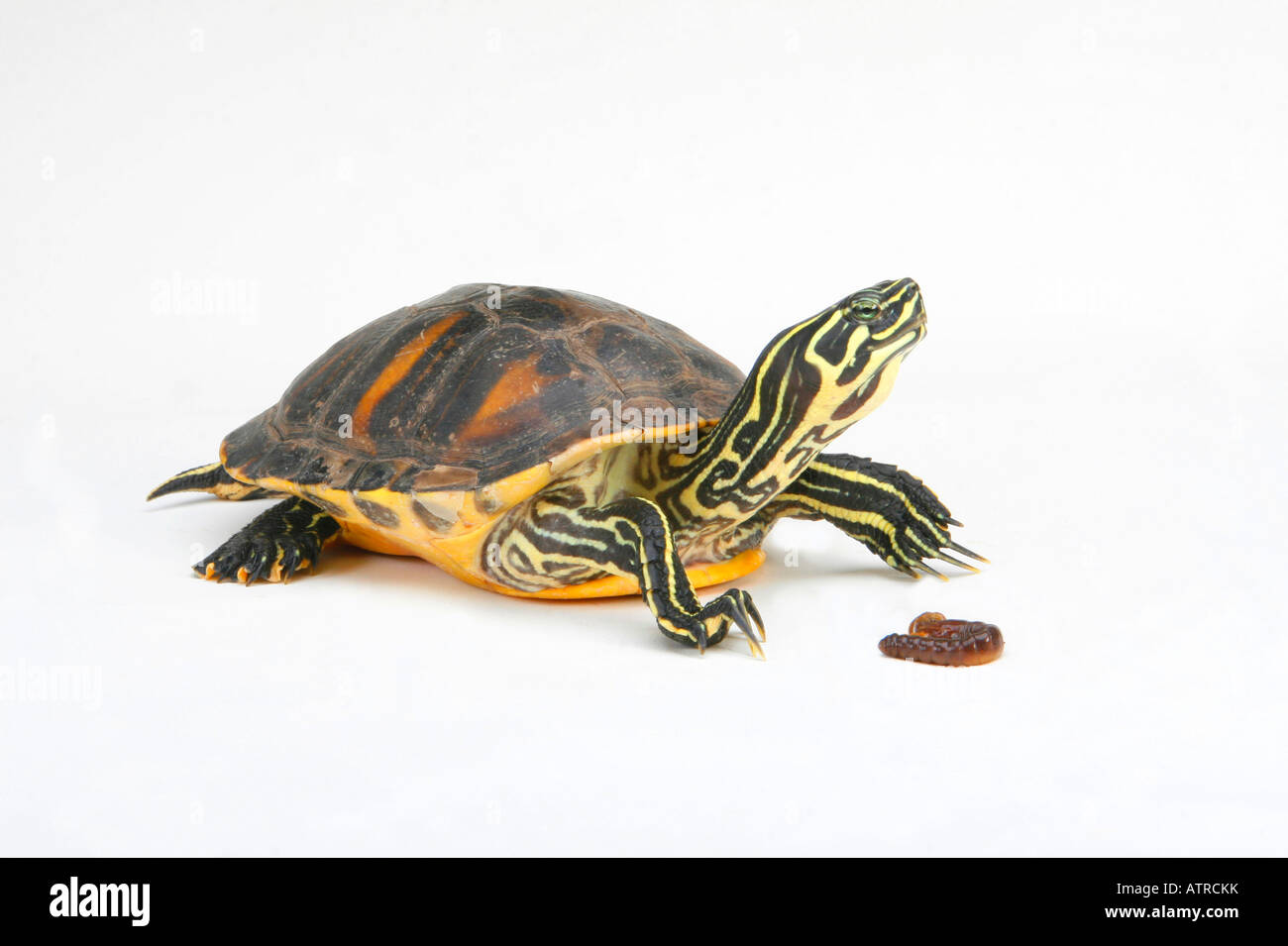 Florida Redbelly Turtle Foto Stock