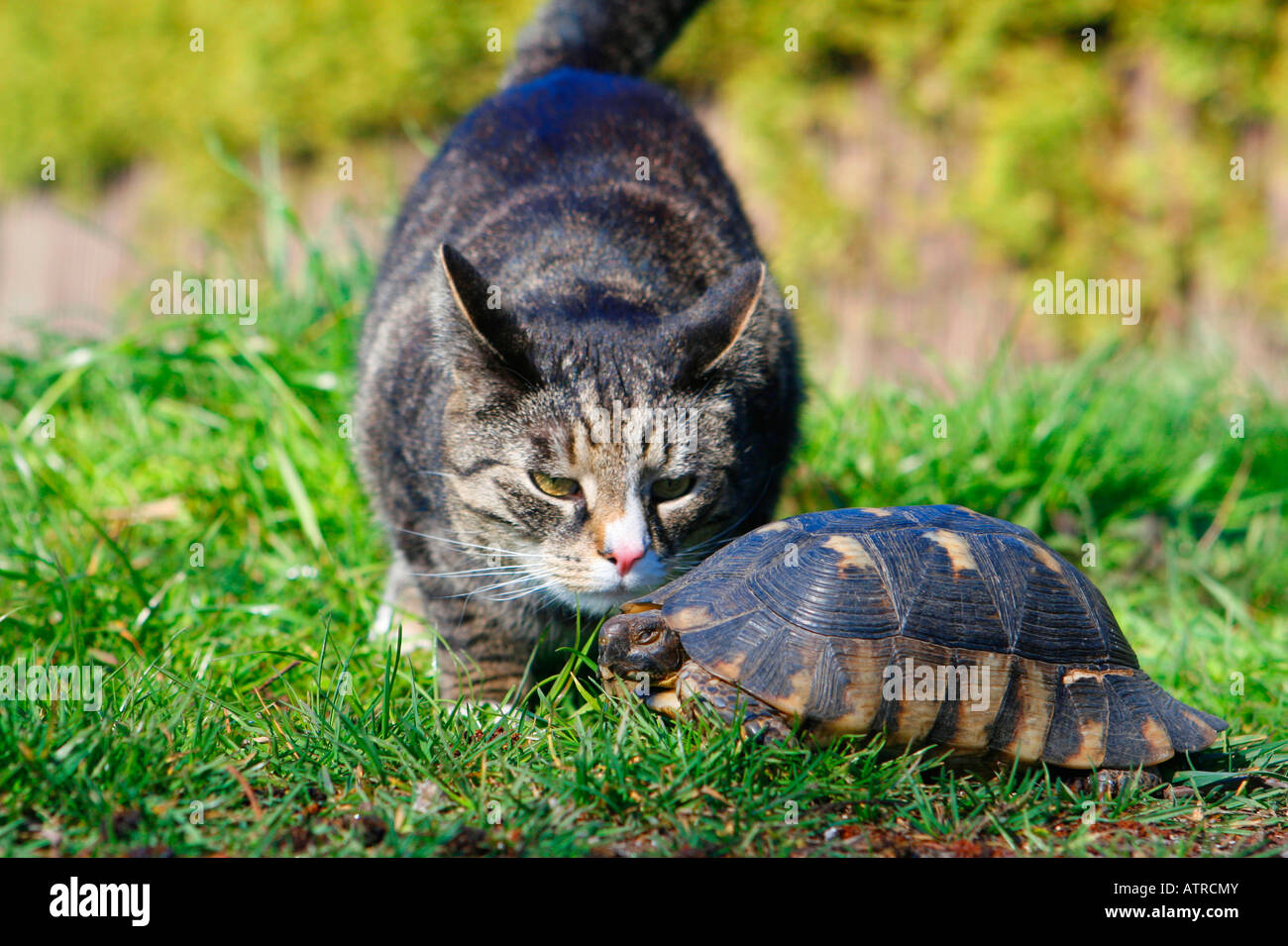 Testuggine marginata e il gatto domestico Foto Stock