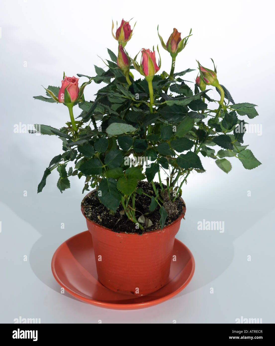 Fioritura home piccole piante di rose in vaso Foto Stock
