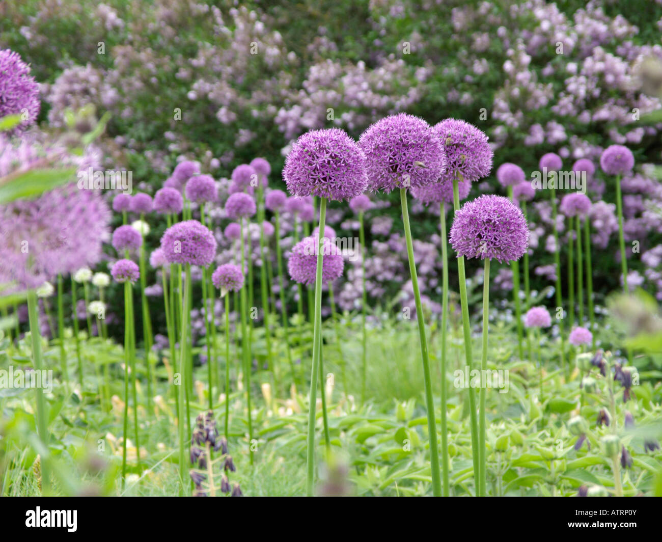 Giant allium (allium gladiator) Foto Stock