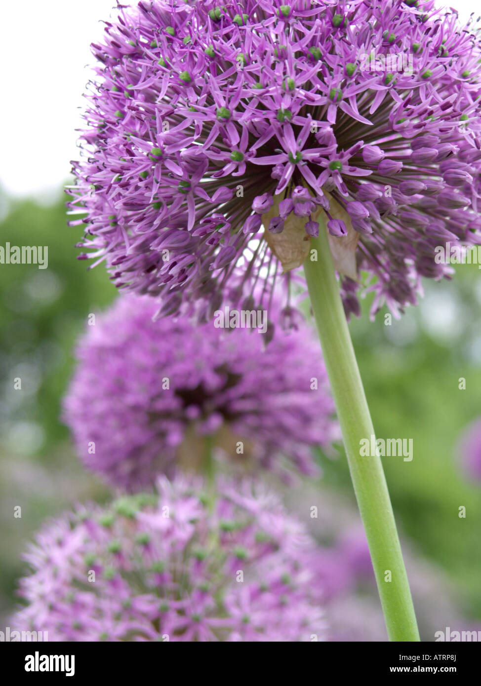 Giant allium (allium gladiator) Foto Stock