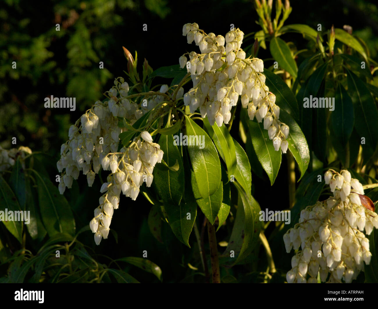 Sarcococca giapponese (sarcococca japonica) Foto Stock