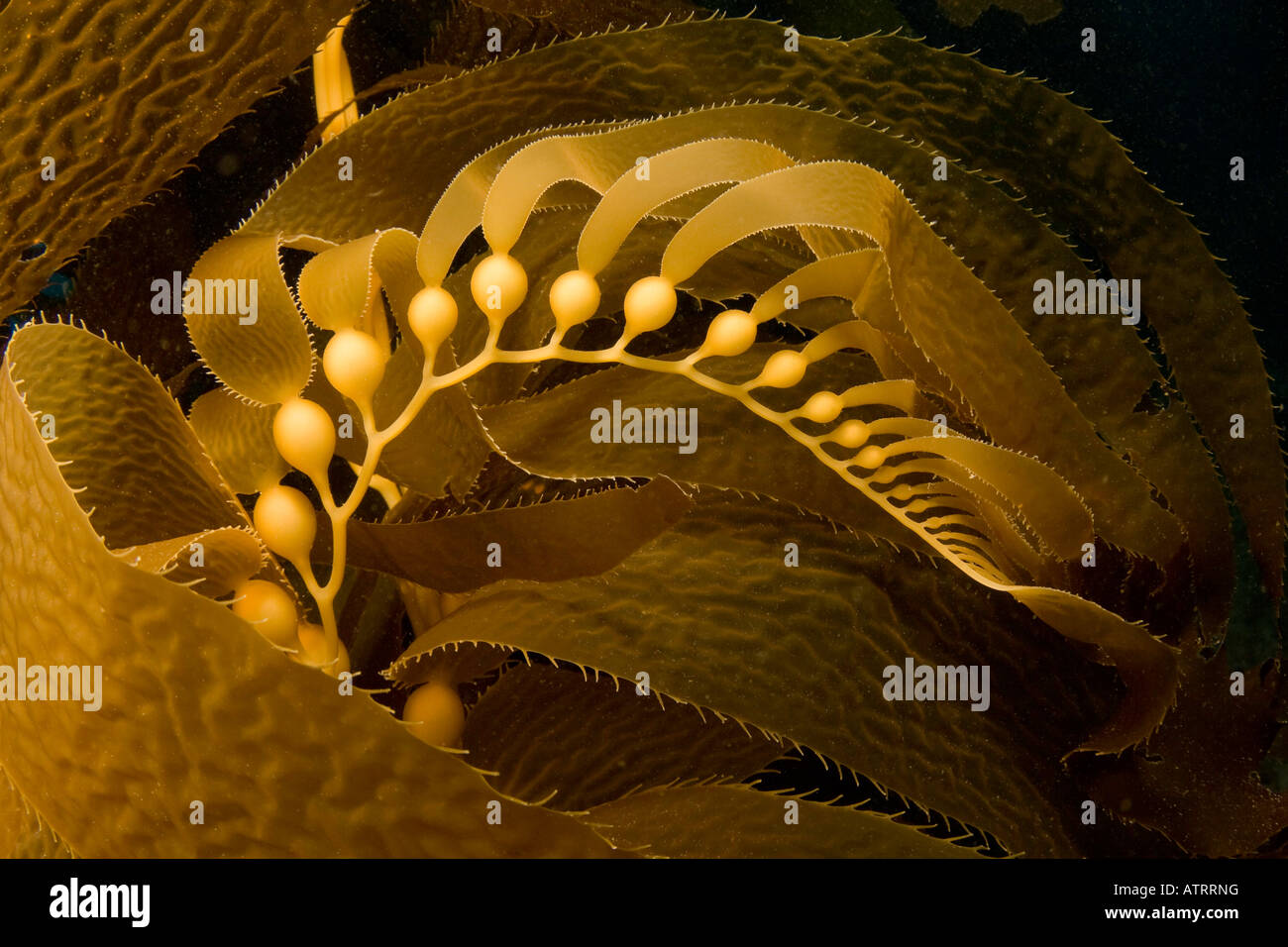 Giant kelp frond mostra pneumatocysts, Macrocystis pyrifera, Isola Catalina, California. Foto Stock