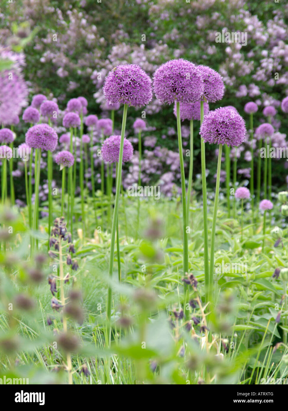 Giant allium (allium gladiator) Foto Stock