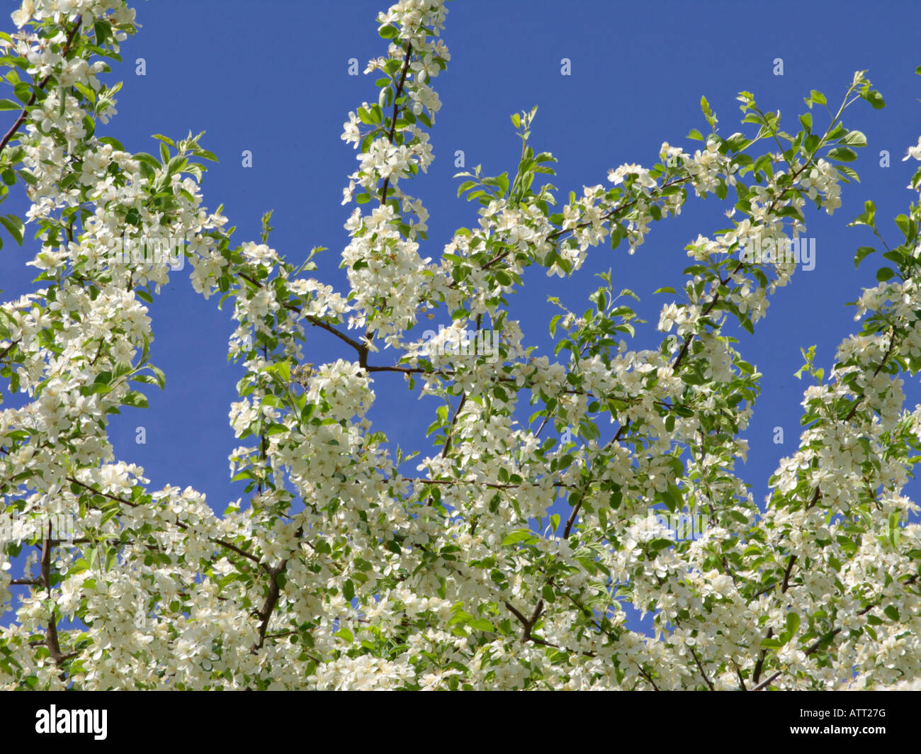 Toringo crab apple (malus toringo) Foto Stock