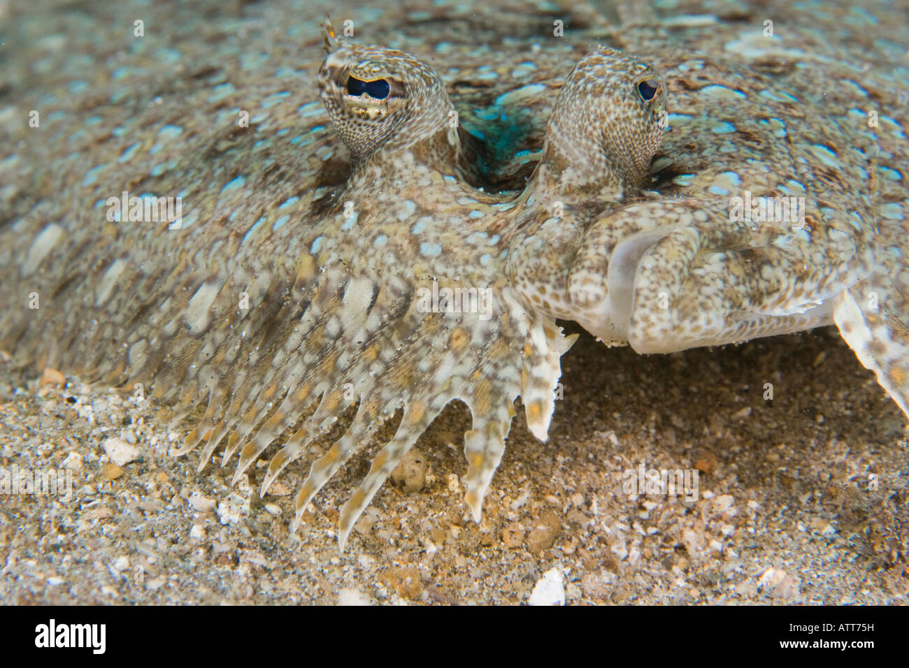 Peacock passera pianuzza, Bothus mancus, Hawaii. Foto Stock