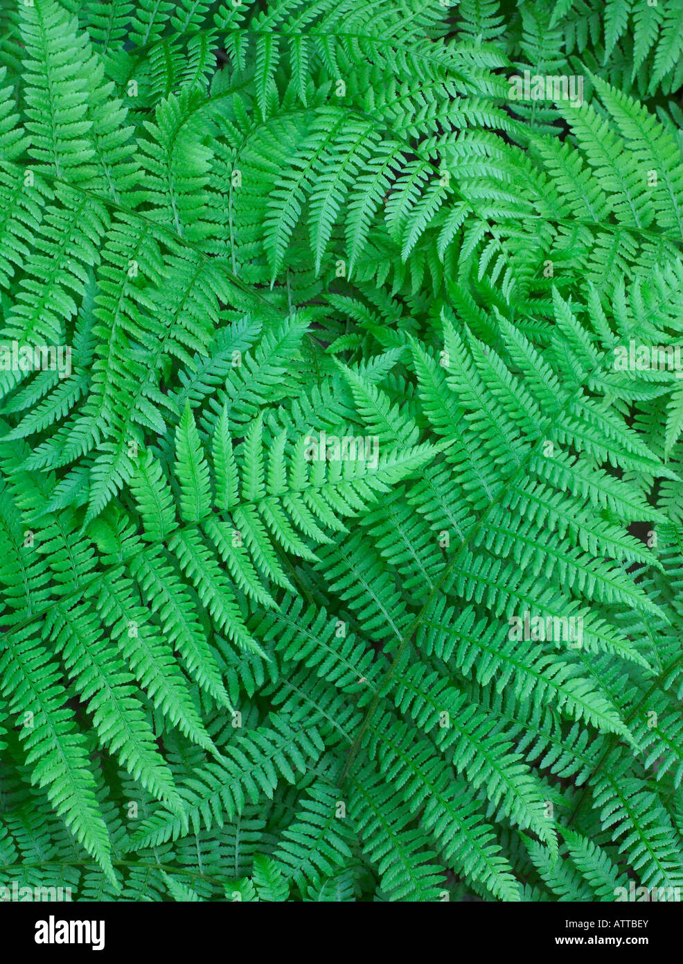 Felci, savana Portage parco statale, Minnesota Foto Stock
