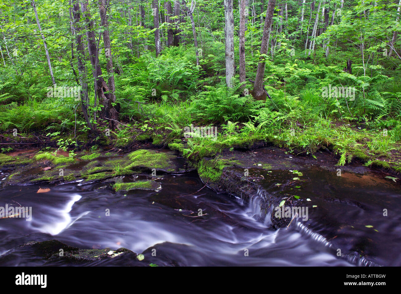 Wolf Creek, divieto del parco statale, Minnesota Foto Stock
