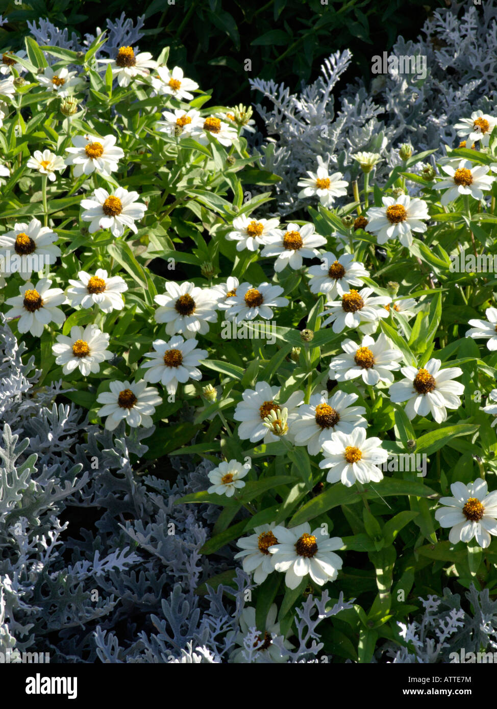 Narrowleaf zinnia (zinnia angustifolia "profusione bianchi ") e argento groundsel (senecio cineraria) Foto Stock