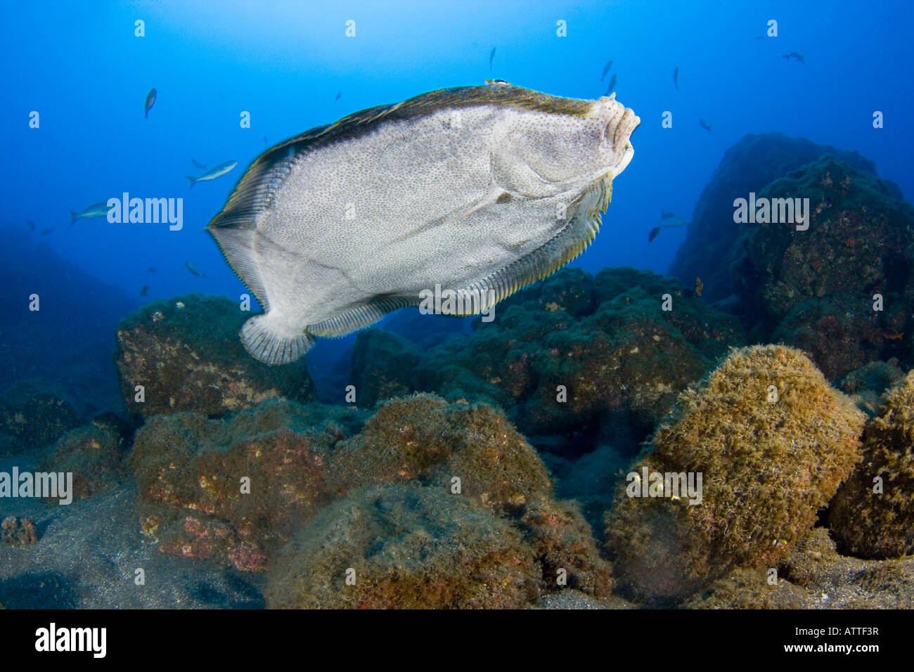 Il pavone la passera pianuzza, Bothus mancus, è un membro della famiglia più grande dei pleuronettiformi botidi. Isole Revillagigedos, Messico. Foto Stock