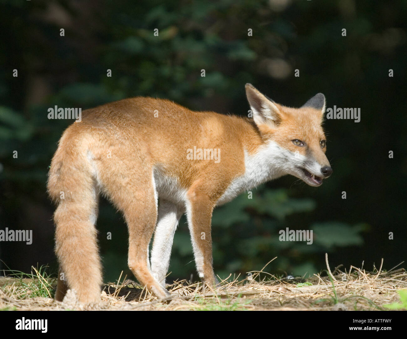 Fox; rosso;(Vulpes vulpes vulpes) Foto Stock