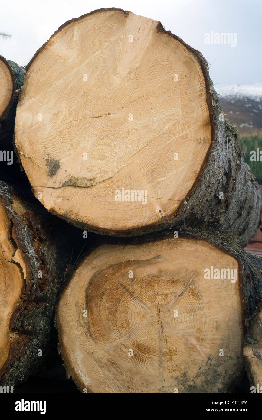Grande vecchio legno di legno e di legno scozzese Larch taglio Registri che mostrano gli anelli dell'albero e i modelli di crescita nel tempo in Scozia Regno Unito Foto Stock