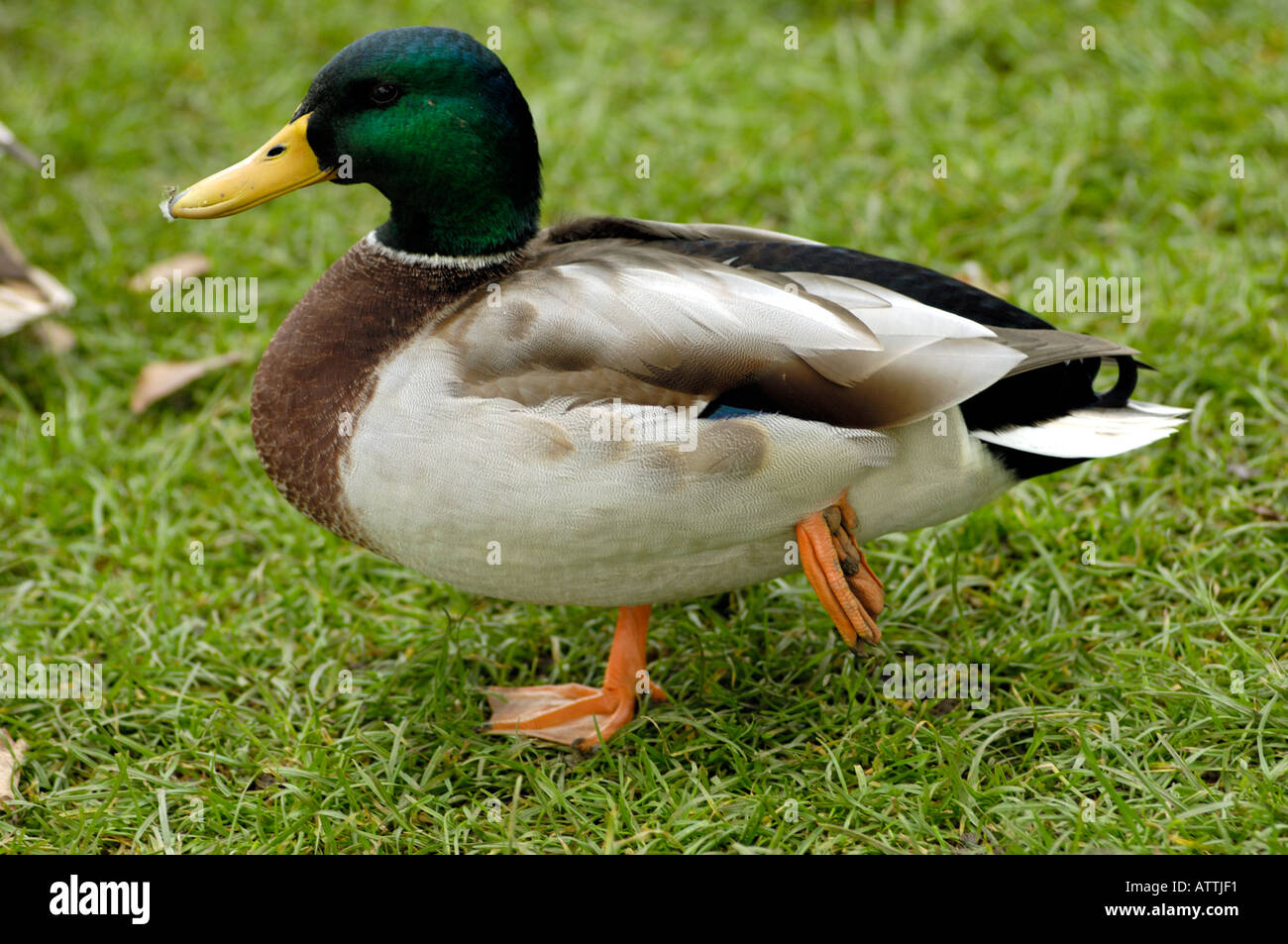 Wild le anatre bastarde Anas platyrhynchos su erba Lake District Cumbria Foto Stock