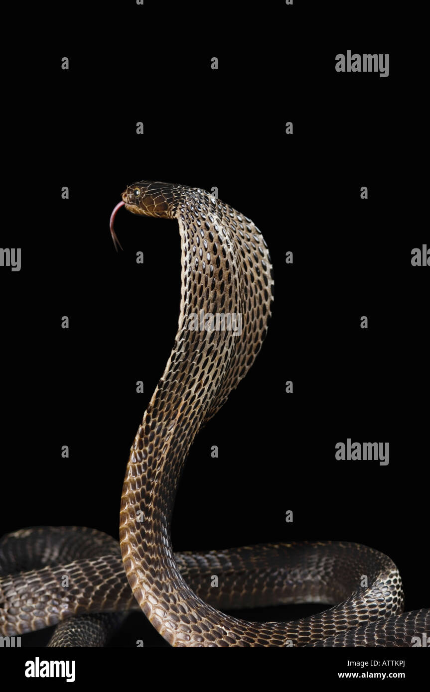 Close-up di un cobra spostando la lingua fuori Foto Stock