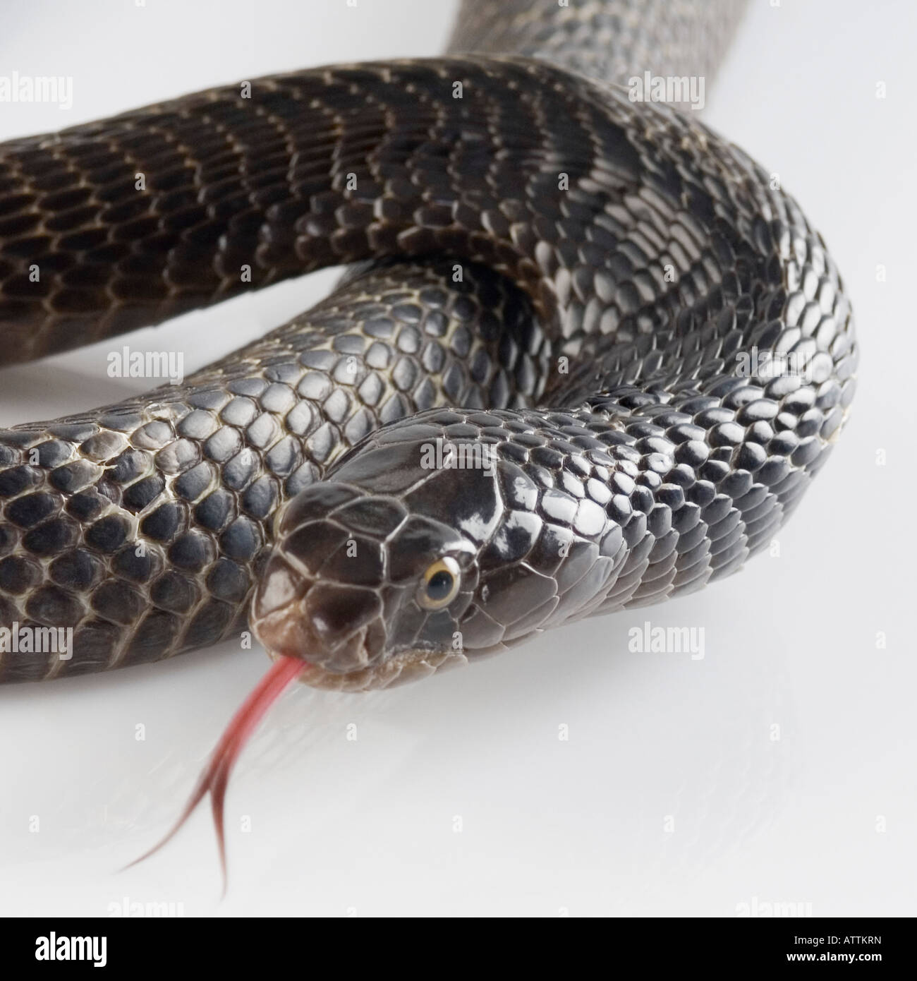 Close-up di un cobra spostando la lingua fuori Foto Stock